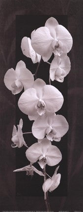 Orchid Opulence II