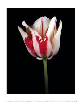 Tulipa Sorbet