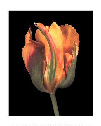 Tulipa Golden Artist