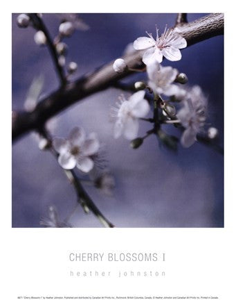 Cherry Blossoms I