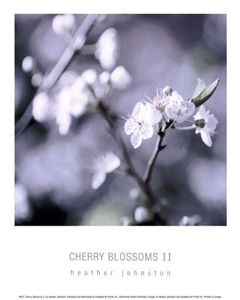 Cherry Blossoms II