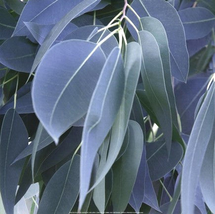 Eucalyptus Leaves