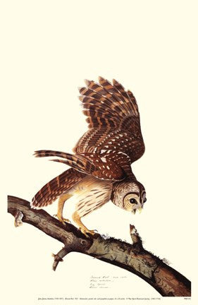 Barrew Owl