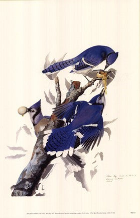 Blue Jay