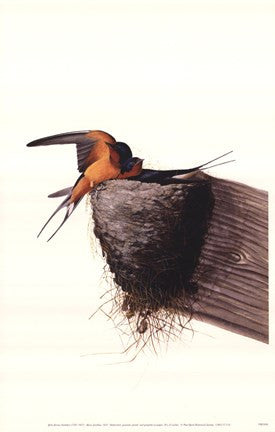 Barn Swallow