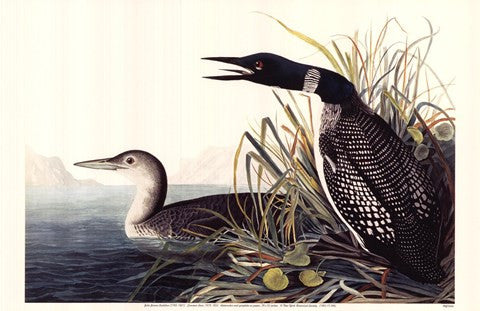 Common Loon