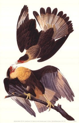 Crested Caracara