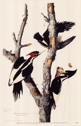 Ivory-Billed Woodpecker