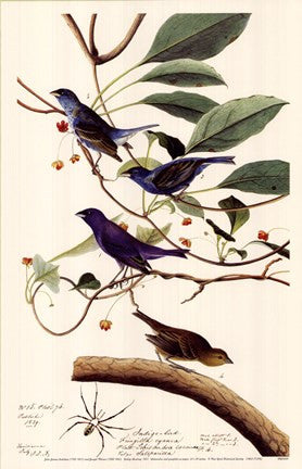 Indigo Bunting