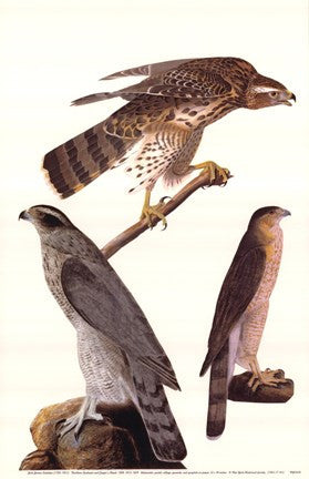 Northern Goshawk