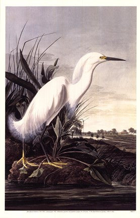 Snowy Egret