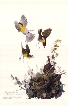 Yellow-Breasted Chat