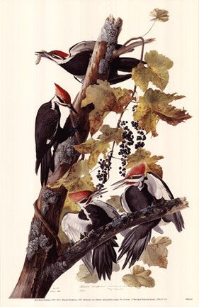 Pileated Woodpeckers