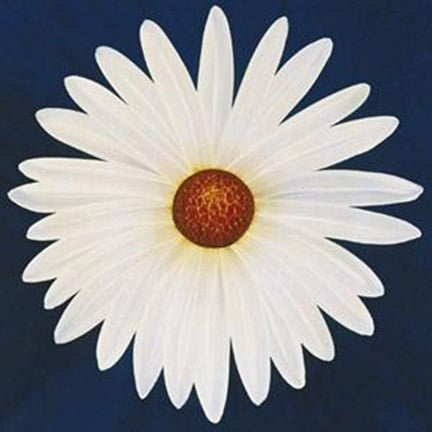 Daisy 123 - 2004