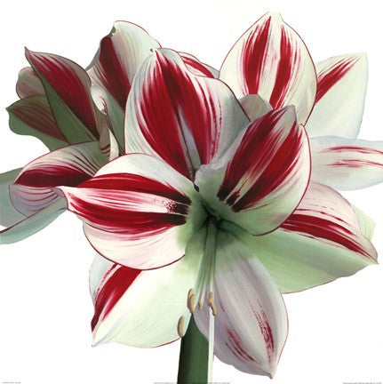 Amaryllis