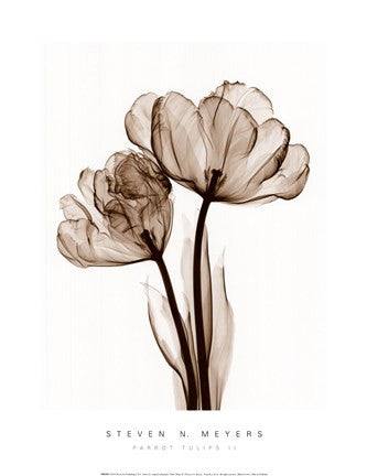 Parrot Tulips II (Sm)