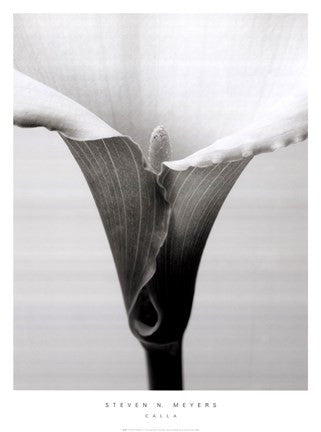 Calla