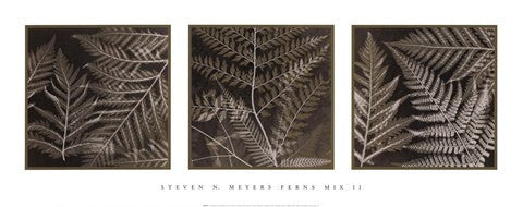 Ferns Mix II