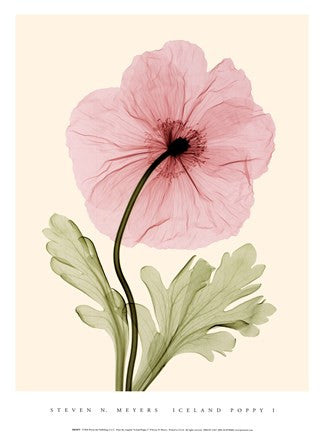 Iceland Poppy I (Med)