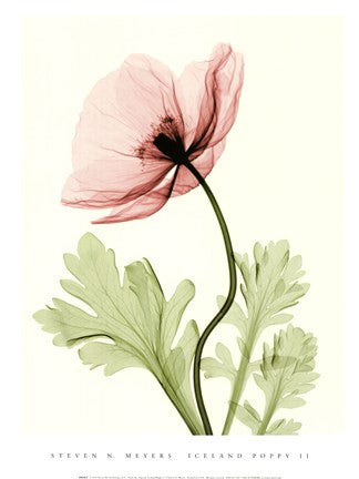 Iceland Poppy II (Med)