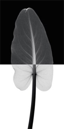 Calla Leaf I