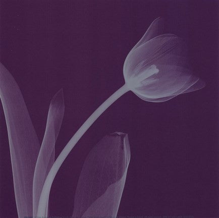 Tulipsilver (Sm)