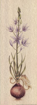 Camassia