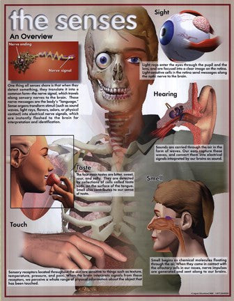 Five Senses Overview