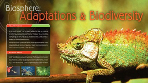 Adaptations & Biodiversity