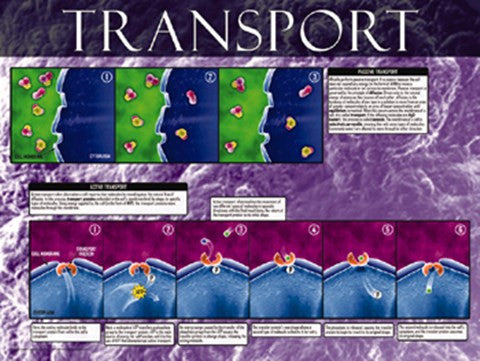 Active And Passive Transport