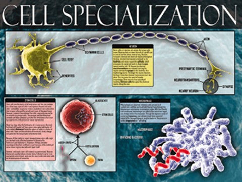 Cell Specialization