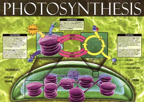 Photosynthesis