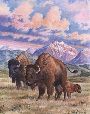 Bison