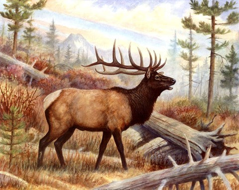 Elk