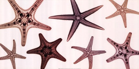 Starfish Collection (Sepia)