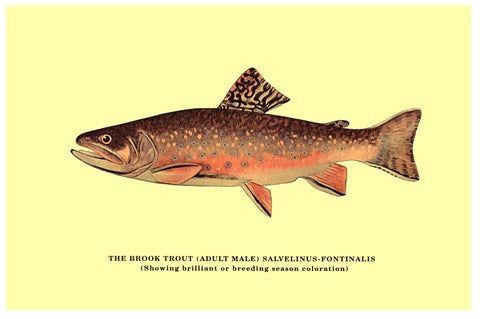 Brook Trout (Showing Brilliant or Breeding Season Coloration)