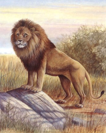 Lion