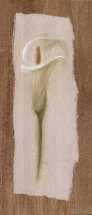 White Cala Lilly