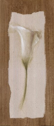 White Cala Lilly