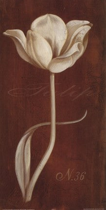 White Tulip N 36