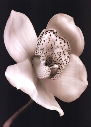 White Black Speckled Flower