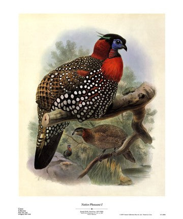 Native Pheasant I