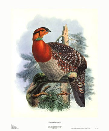 Native Pheasant II