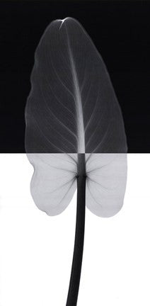 Calla Leaf I