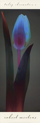 Tulip Chromatics I