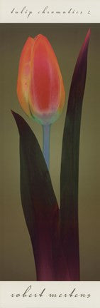 Tulip Chromatics II