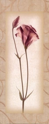 Blossom I Lisianthus