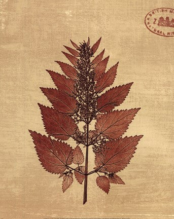 Leaf Study I