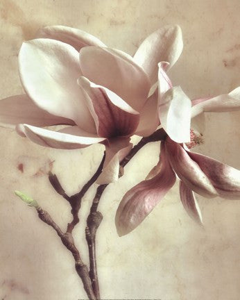 Pink Magnolia II