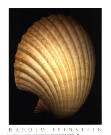 African Fan Scallop